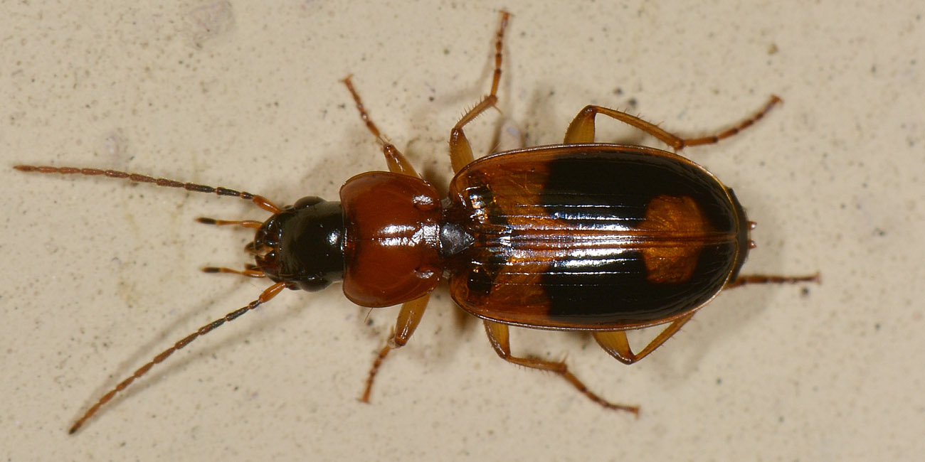 Badister sp. , femmina